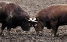 “Algún día veremos toros navarros en San Fermín”