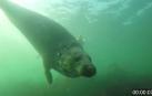 Vídeo de focas aplaudiendo debajo del agua