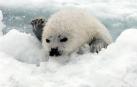 Las crías de las focas tienen más riesgo de morir porque la superficie helada se rompe y caen al agua.