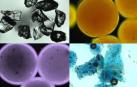Imagen que muestra restos de microplásticos en cosméticos bajo microscopía óptica