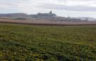 Campos de remolacha en Artajona