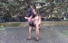 Bomberos de Cataluña adoptan un perro del Centro de Atención de Animales
