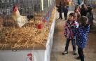 El certamen avícola de ferias reúne en Tafalla a 483 animales