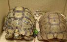 Dos ejemplares de tortuga mora.