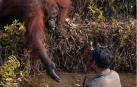 La foto de la orangutana Anih que se ha hecho viral