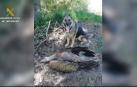 Localizan 120 animales muertos en fincas y explotaciones ganaderas por el uso ilegal de cebos envenenados