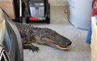 Un hombre de Florida encuentra un caimán de más de 2 metros en su garaje