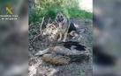 Un buitre envenenado encontrado en la 'Operación Antitox' de la Guardia Civil
