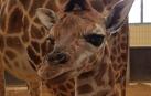 Nace en el Zoo de Barcelona una cría de jirafa, una especie amenazada
