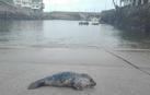 Avistan una foca que intentaba descansar en el puerto guipuzcoano de Mutriku