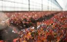 Florette aumentará la sostenibilidad en su producción