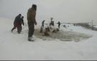 Imágenes de un rescate de caballos en Rusia