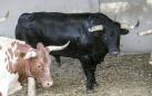 Joyito, el mejor toro para comer de San Fermin