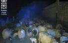 Muere una veintena de ovejas en el incendio de una granja en Olazagutia