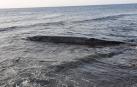 Una ballena aparece varada en la costa de Tuineje (Fuerteventura)