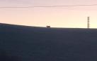 La vaca, en los campos cercanos a Salinas.