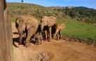 Nace una nueva cría de elefante en Cabárceno