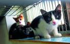 Fotos de algunos de los gatos que actualmente se encuentran en la Fundación Protectora de Animales de Pamplona, principales víctimas de la realidad del abandono y del maltrato, que generalmente se agudiza durante el mes de julio.