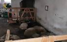 Vídeo: Imputado en Alsasua por ocupar una granja y tener animales en mal estado