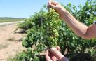 Imagen de un racimo de uva con daños por pedrisco en julio.