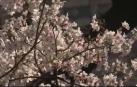 Vídeo: Los almendros florecen en Japón