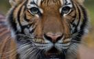 Un tigre en el zoológico del Bronx de Nueva York da positivo por coronavirus