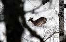 Gurelur denuncia la "ilegalidad" de permitir cazar fauna en estado de alarma