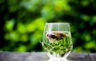 Té verde para mejorar la función cognitiva de niños con síndrome de Down