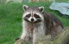 El mapache se ha convertido en una de las mascotas preferidas en Japón, donde es una especie invasora