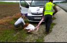 Vídeo de la recogida de un perro perdido entre Beriáin y Tiebas