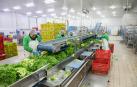 La empresa Vegetales Línea Verde de Tudela creará 40 nuevos empleos