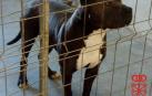 Investigado en Etxarri-Aranatz al morder su pitbull a otro perro durante un paseo
