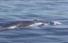 Vídeo | La ausencia del ruido humano atrae a ballenas y delfines hasta las costas