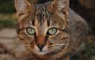 El SNS indemnizar&aacute; a un paciente que fue mordido por un gato