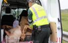 Denunciado por transportar a Navarra carne de cerdo no apta para consumo