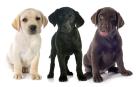 Fotografía cachorros labrador.