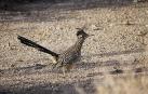 Así intenta cazar un coyote a un correcaminos en realidad
