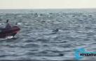 VÍDEO | Cientos de delfines nadan juntos en la costa de Laguna Beach, en California