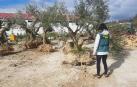 Recuperados varios olivos valorados en más de 1.800 euros robados cerca de Tafalla