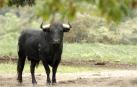 Corneado un vecino de Castejón por un toro bravo en una finca riojana