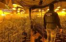Ocho detenidos y más de 5.000 plantas de marihuana incautadas en Toledo