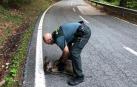 Localizada una cría de ciervo en la carretera de Eugi
