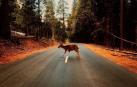 Accidente animales