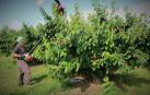 Milagro fomenta la venta de sus cerezas