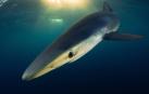 El retrato de un tiburón azul de Isaías Cruz, galardonado en Croacia