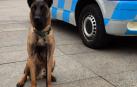 Tyrion, el nuevo perro que ayudará a la Policía Municipal de Pamplona.