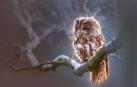 Foto de una lechuza posada en la rama de un árbol