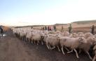 Imágenes de la entradas de las ovejas a las Bardenas Reales en un homenaje a trashumancia.