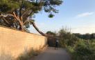 Retirada una rama que impedía el paso en el camino de la Mejana