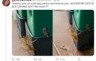 ¿Una muda de insecto? El curioso hallazgo que aterroriza a una tuitera